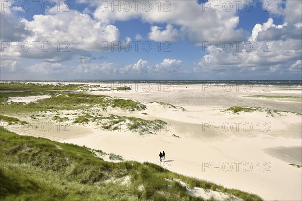 Foredunes on broad Kniepsand