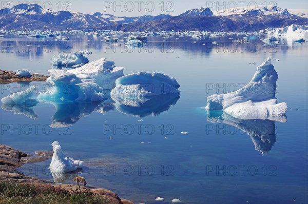 Sledge dog in front of icebergs reflected in the quiet fjord