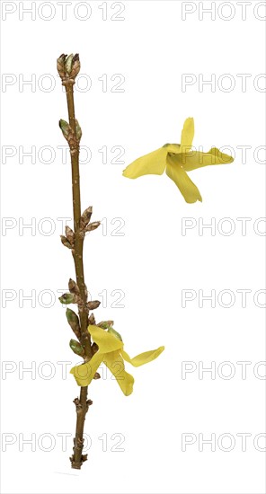 Forsythia (Forsythia x intermedia Zabel)