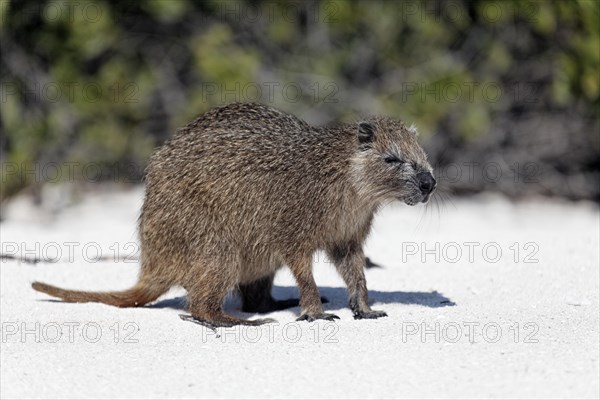 Desmarest's hutia (Capromys pilorides)