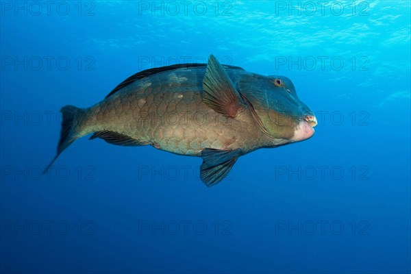Indian Ocean Steephead Parrotfish (Chlorurus strongylocephalus)