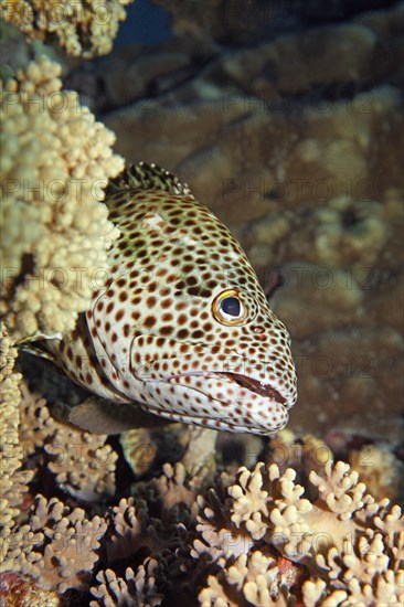 Brown-spotted grouper (Epinephelus chlorostigma)