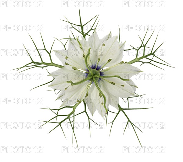 Love in a mist (Nigella damascena)