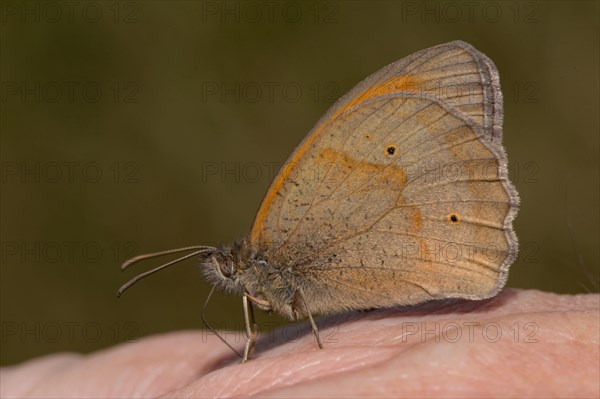 Large pearl butterfly (Maniola jurtina)