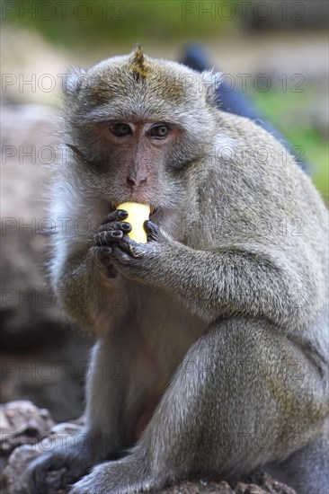 Crab-eating macaque (Macaca fascicularis)