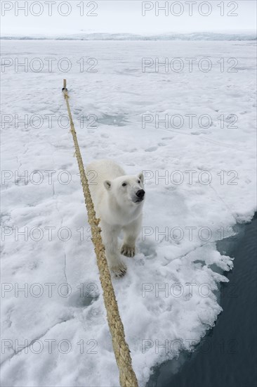 Curious polar bear (Ursus maritimus) sitting next to the expedition ship and looking up