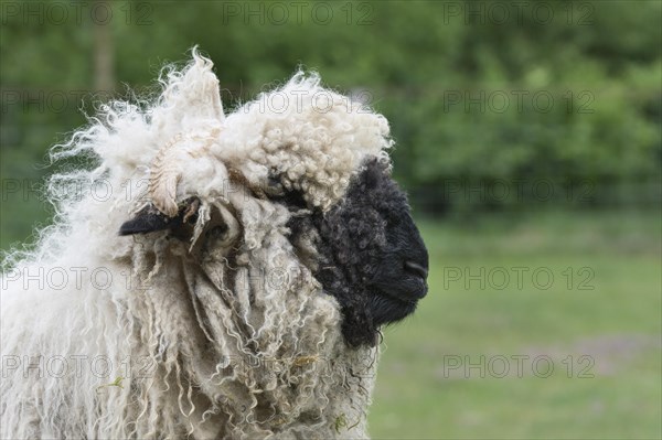 Valais blacknose sheep