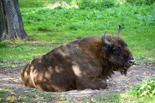 Wisent