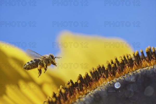 Honey bee (Apis mellifera) on sunflower (Helianthus annuus)