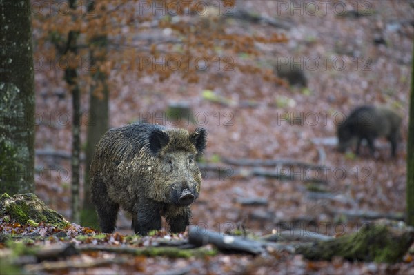 Wild Boar (Sus scrofa)