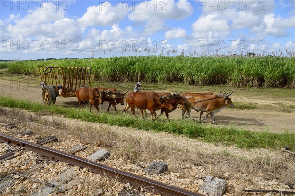 Oxcart