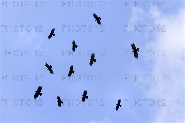 Red-billed Choughs (Pyrrhocorax pyrrhocorax barbarus) La Palma