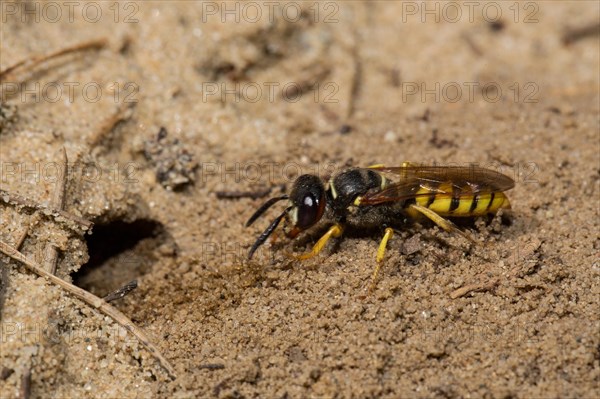 European beewolf (Philanthus triangulum)