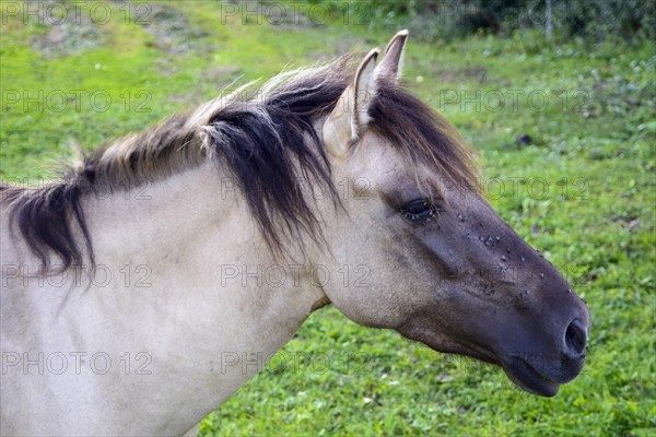 Konik horse