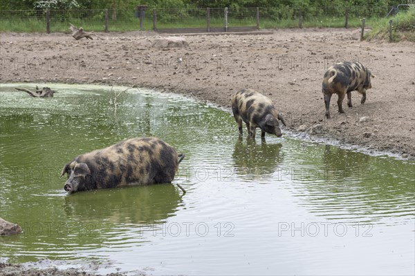 Turopolje-Domestic Pigs (Sus scrofa domesticus)