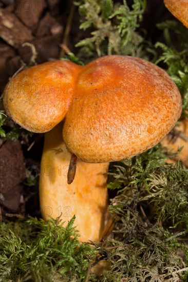 Larch milkcap (Lactarius porninsis)