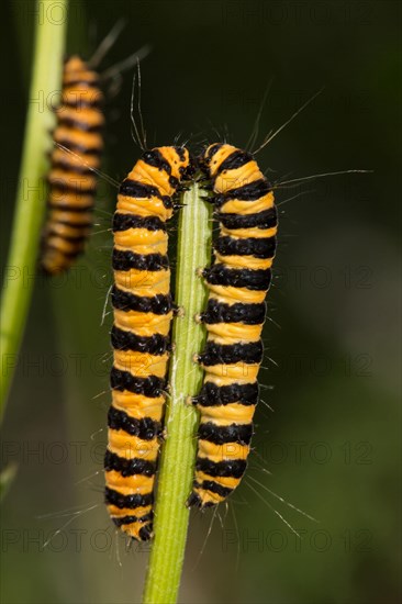 Cinnabar Moth (Tyria jacobaeae)