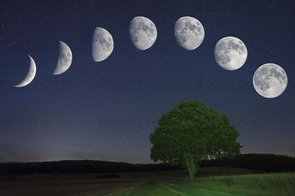 Lunar cycle with Oak (Quercus) waxing moon