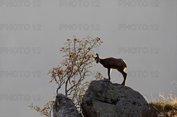 Chamois (Rupicapra rupicapra)