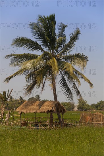 Palm tree at the lotus garden near Thap Cham