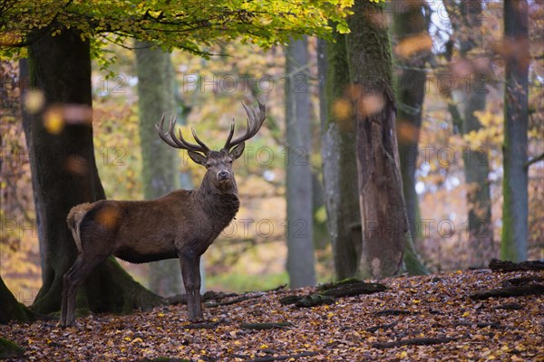 Red deer (Cervus elaphus)