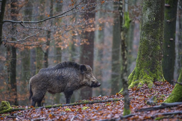 Wild Boar (Sus scrofa)