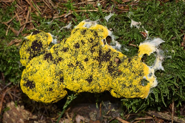 Scrambled egg slime (Fuligo septica)