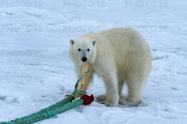 Polar bear (Ursus maritimus) inspecting and chewing the mast of the expedition ship