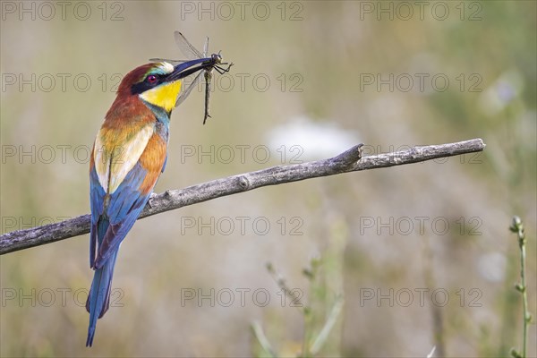 European bee eater (Merops apiaster) with emerald dragonfly as prey