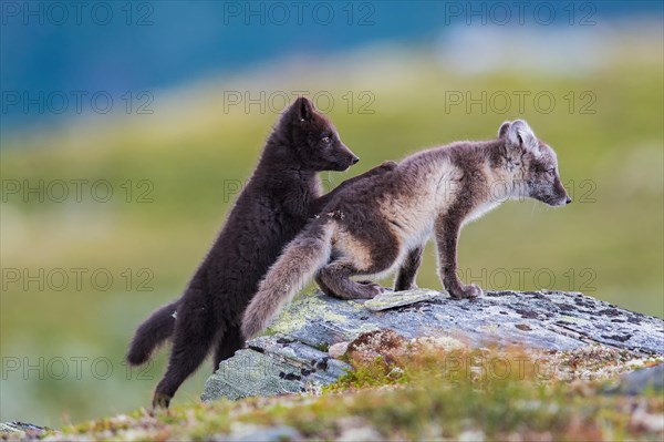 Arctic fox (Vulpes lagopus)