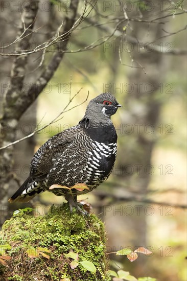 Spruce grouse (Falcipennis canadensis)