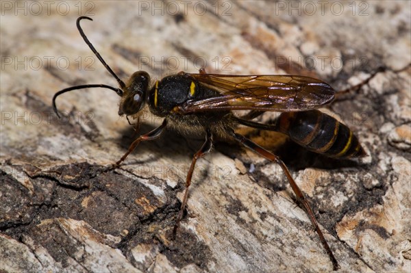 Mud (Sceliphron curvatum) dauber wasp