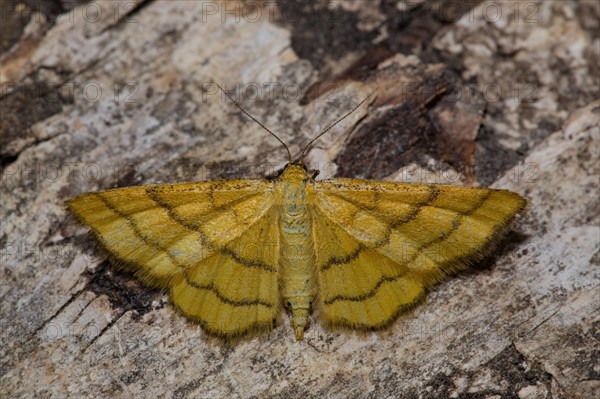 Idaea aureolaria (Idaea aureolaria)