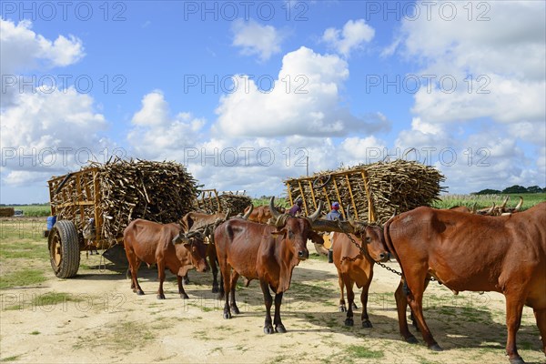 Oxcart