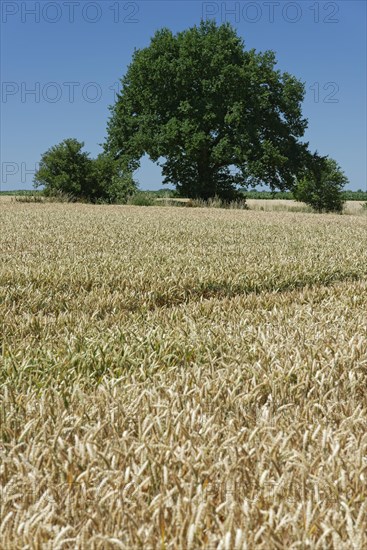 English oak (Quercus robur) in a wheat field (Triticum)