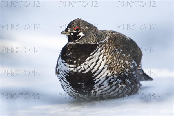 Spruce grouse (Falcipennis canadensis)