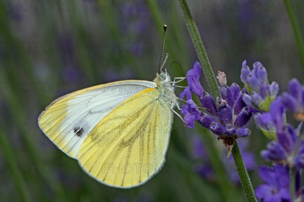 Green-veined white (Pieris napi)