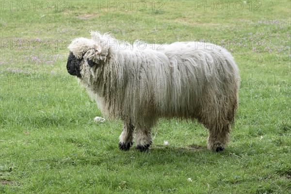 Valais blacknose sheep