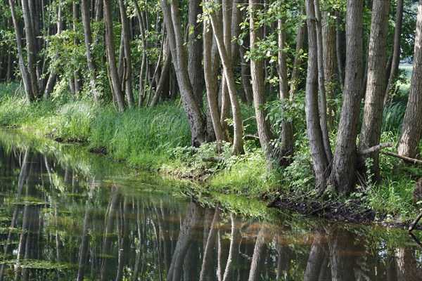 Watercourse through red alder scrub forest (Alnus glutinosa)