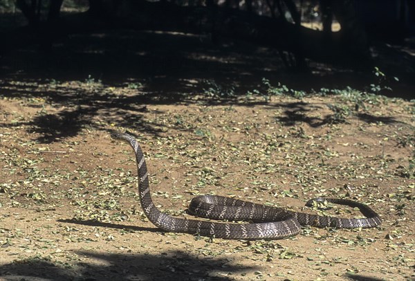 King Cobra Ophiophagus Hannah