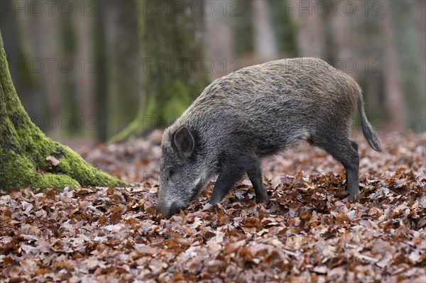 Wild Boar (Sus scrofa)