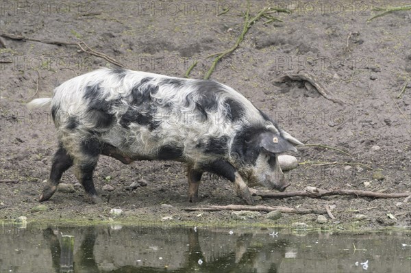 Turopolje-Domestic Pig (Sus scrofa domesticus)
