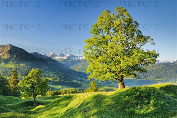 Sycamore maple in front of snow-capped Churfirsten m Mountain spring near Ennetbuehl in Toggenburg
