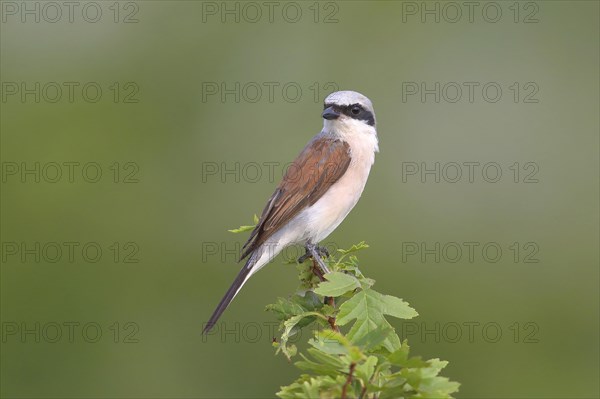 Red-backed Shrike (Canius collurio) male on perch