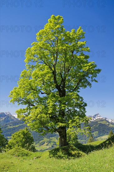 Freestanding sycamore in mountain spring