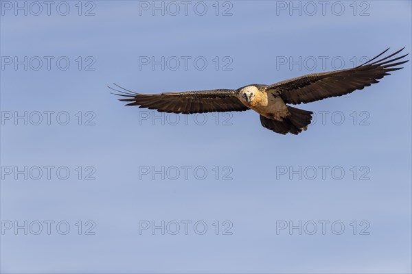 Bearded vulture (Gypaetus barbatus) adult in flight against the blue sky