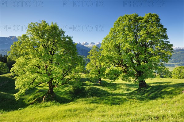 Sycamore maple in front of snow-capped Churfirsten peaks in mountain spring near Ennetbuehl in Toggenburg