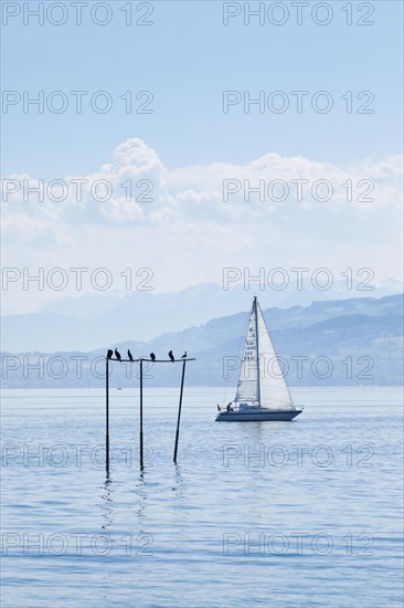 View from Arbon over blue shimmering Lake Constance with sailing boat in sunny weather and blue sky in summer