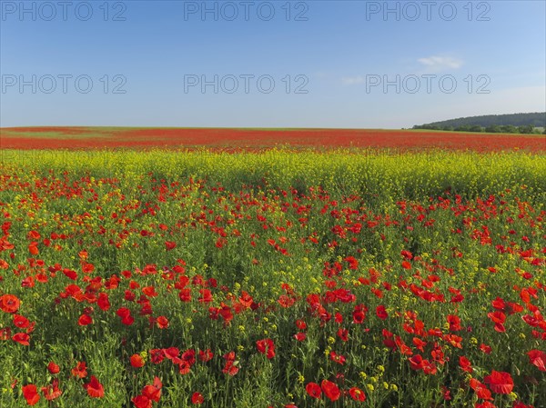 Corn poppy