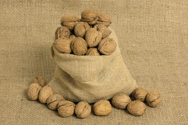 Persian walnut (Juglans regia)